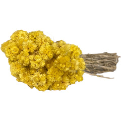 Goldenes Kraut (1 Weinberg)